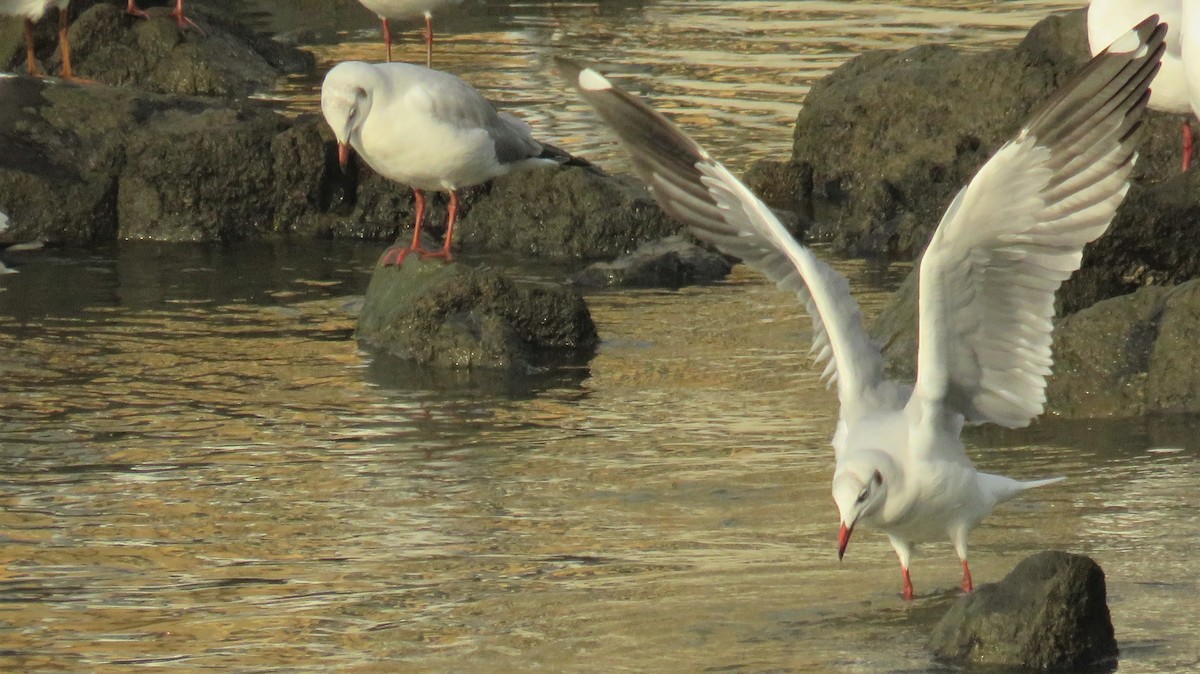 Brown-headed Gull - ML145818091