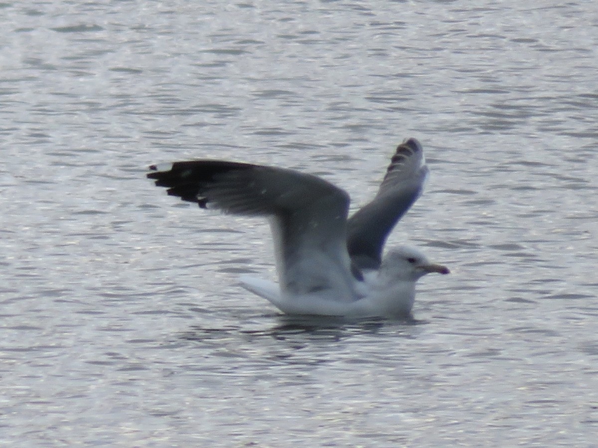 California Gull - ML145818871