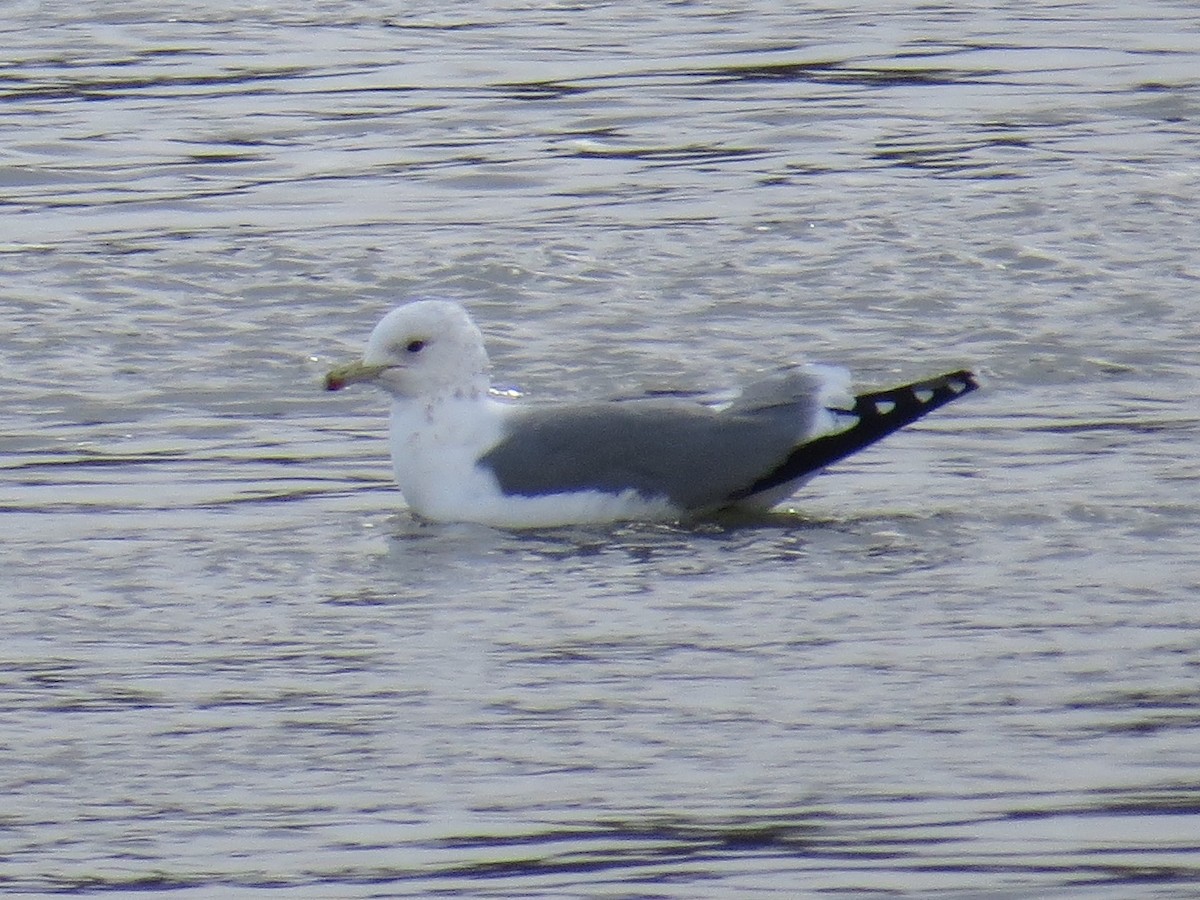 California Gull - ML145818881