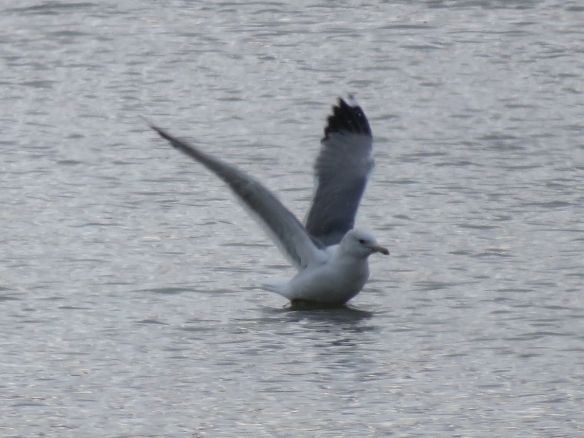 California Gull - ML145818891
