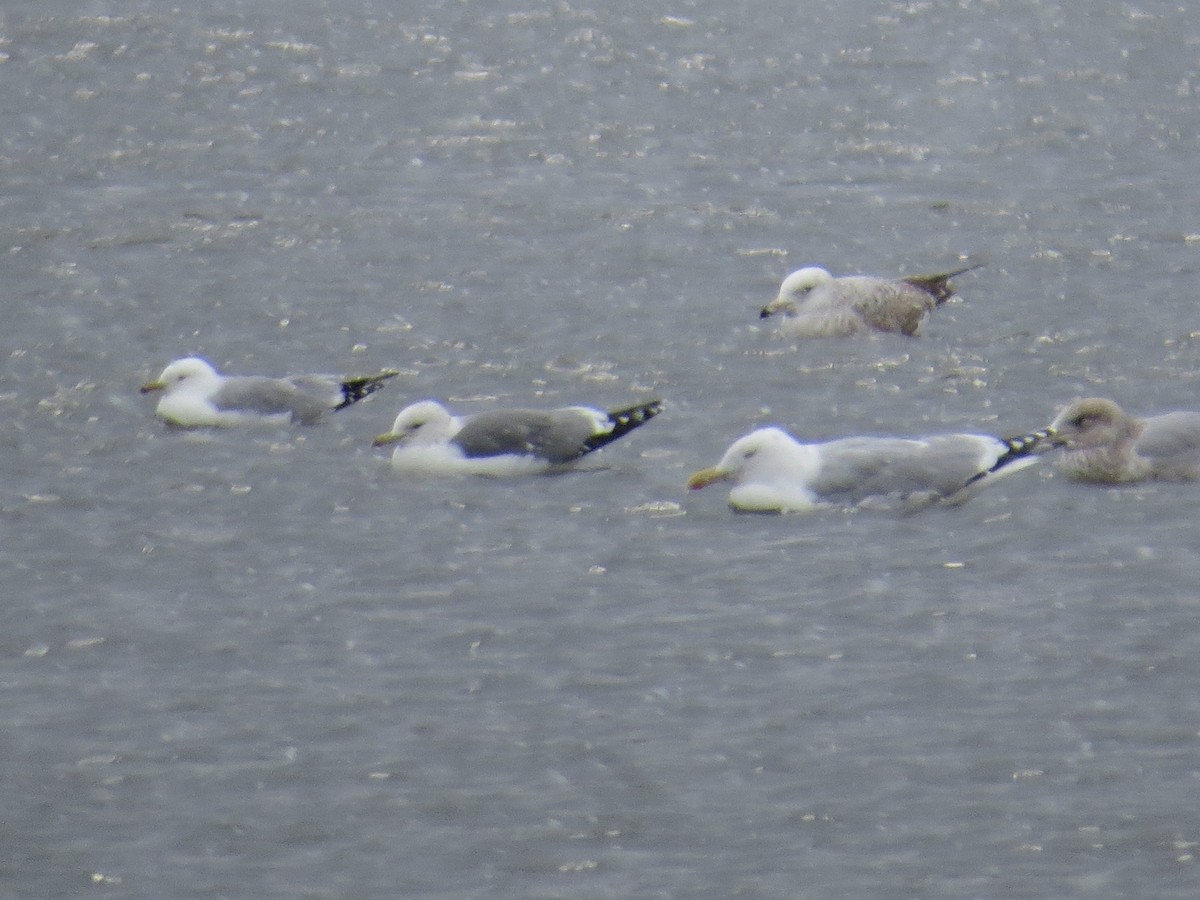 California Gull - ML145818911