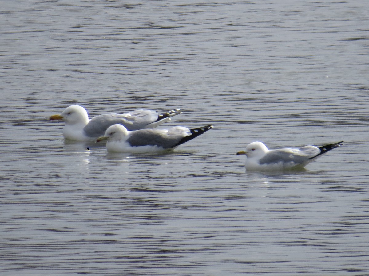 California Gull - ML145818921