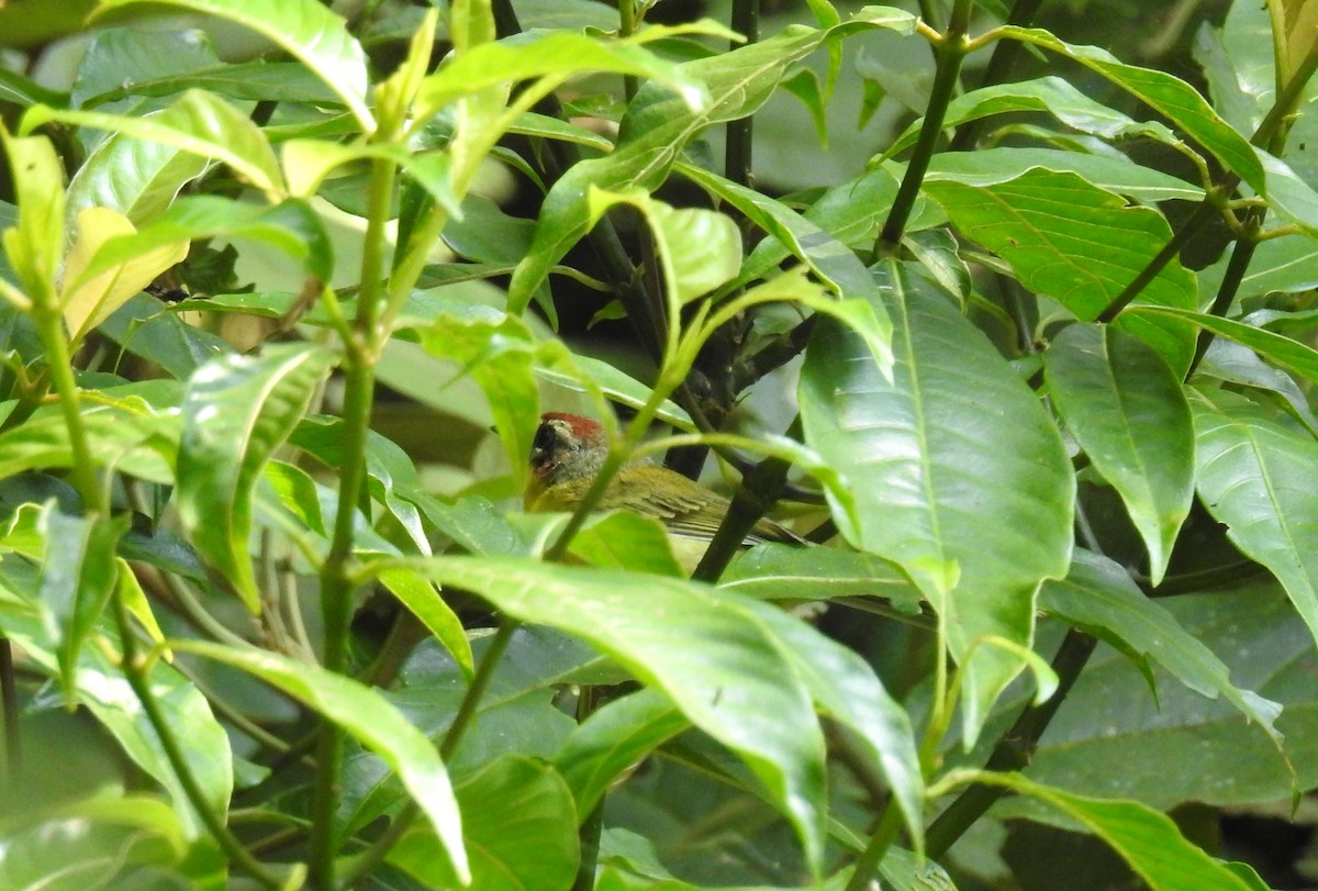 Scale-crested Pygmy-Tyrant - ML145820011