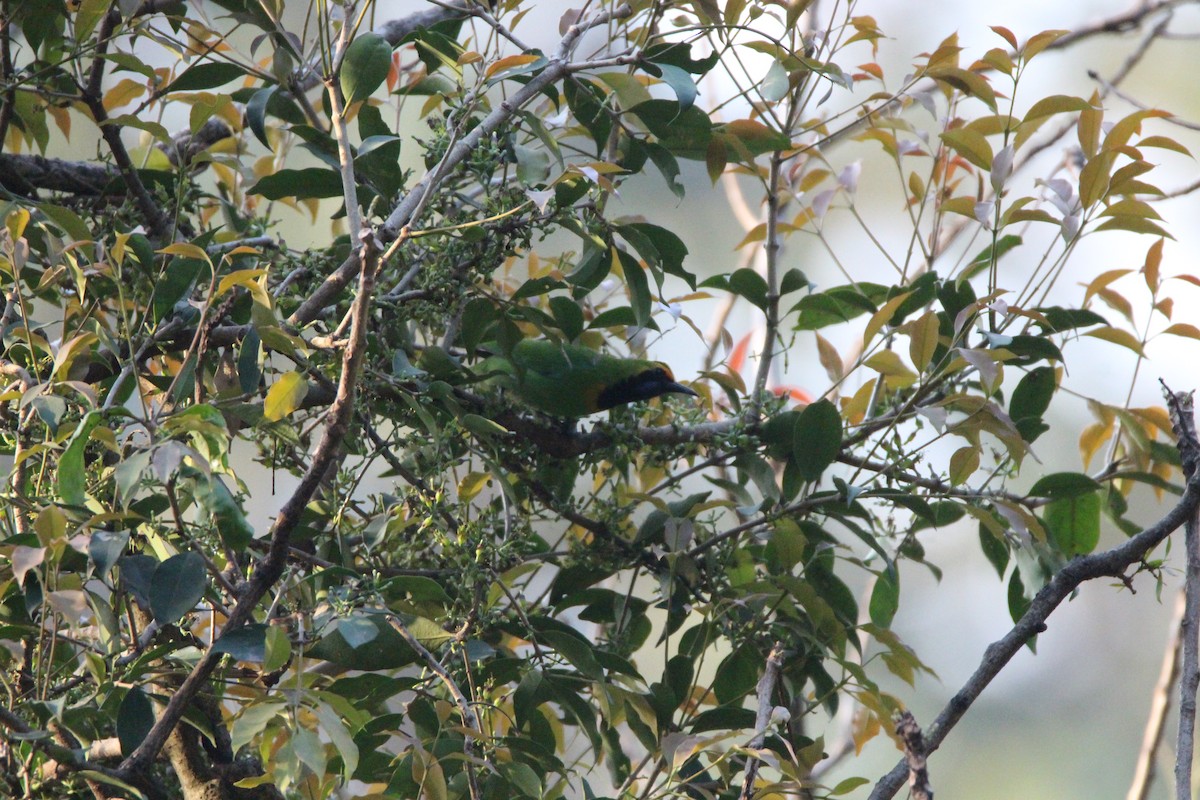 Golden-fronted Leafbird - ML145820231