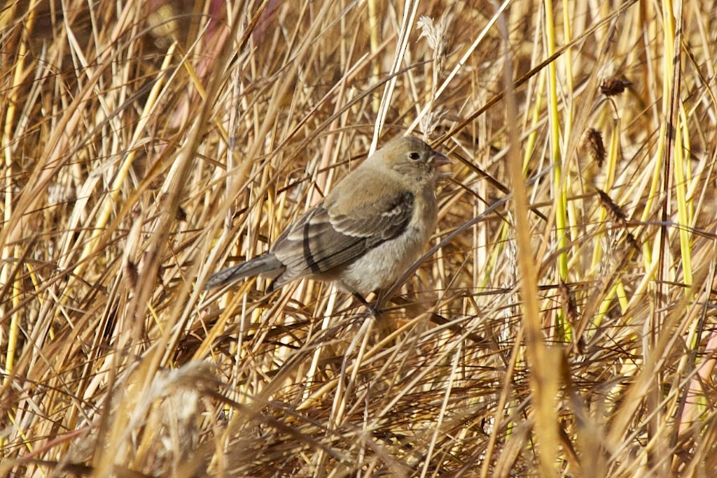 Lazuli Bunting - ML145820521