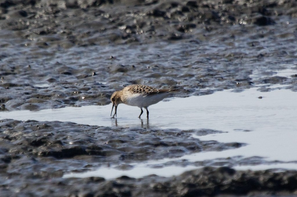 Baird's Sandpiper - ML145820621