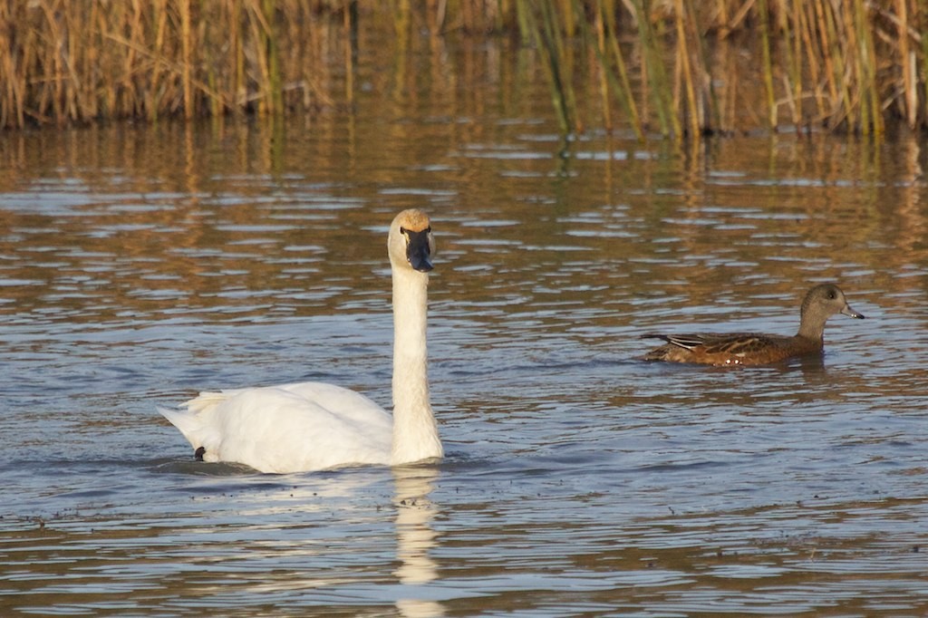 Tundra Swan (Whistling) - ML145820681