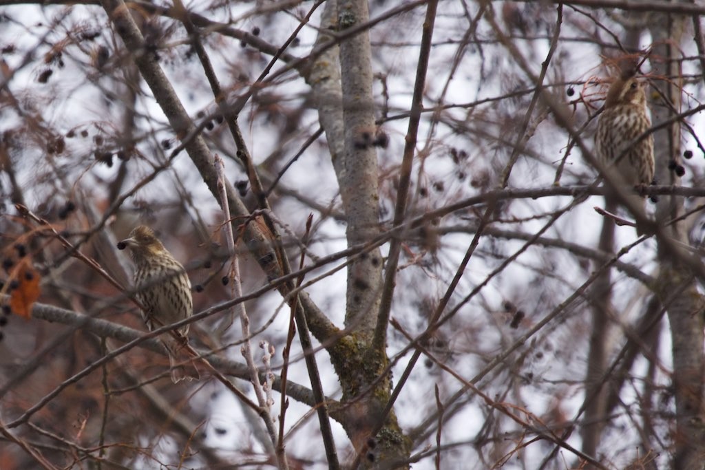 Cassin's Finch - ML145820741