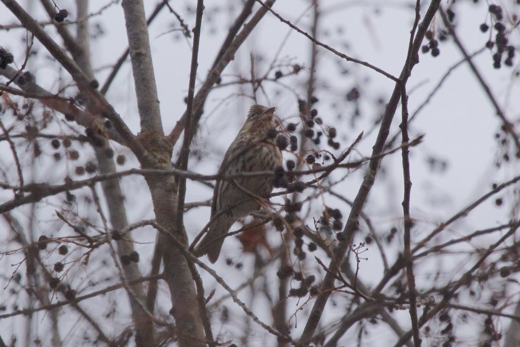 Cassin's Finch - ML145820781