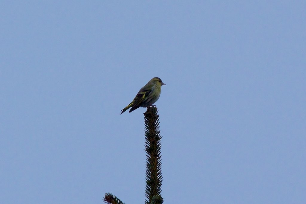 Eurasian Siskin - ML145820801