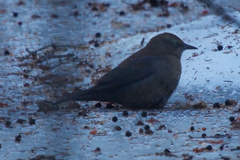 Rusty Blackbird - ML145820811