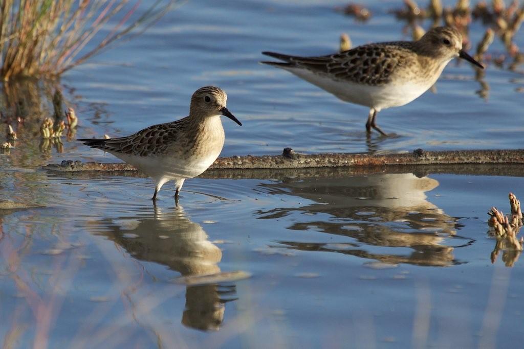 Baird's Sandpiper - ML145820921