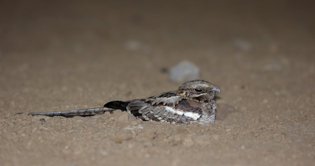 Long-tailed Nightjar - ML145822101