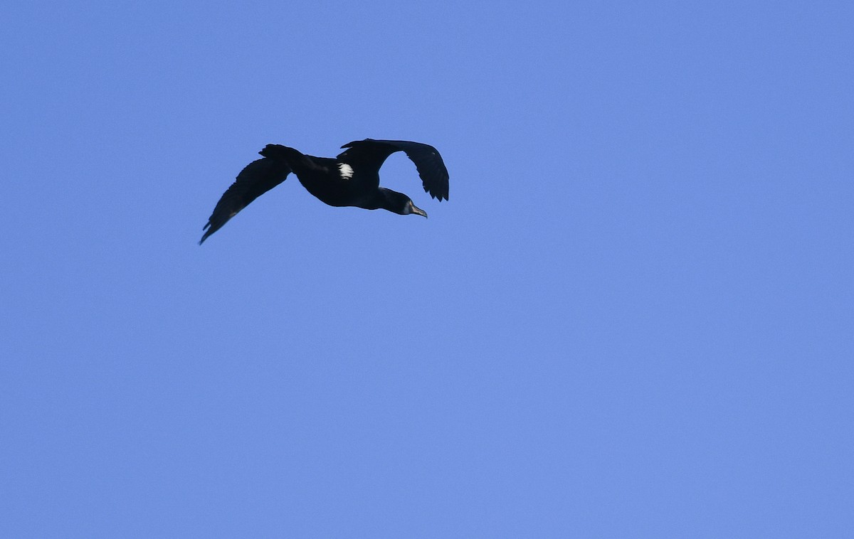Great Cormorant - ML145822471