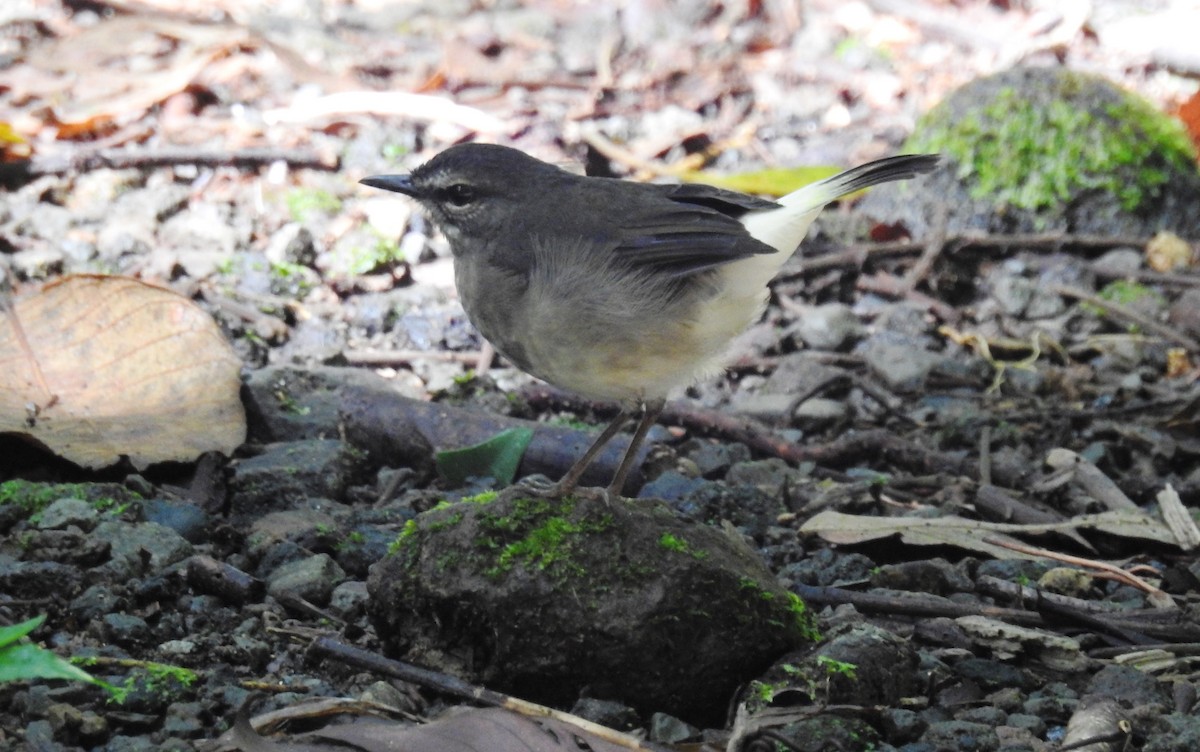 Buff-rumped Warbler - Jon Iratzagorria Garay