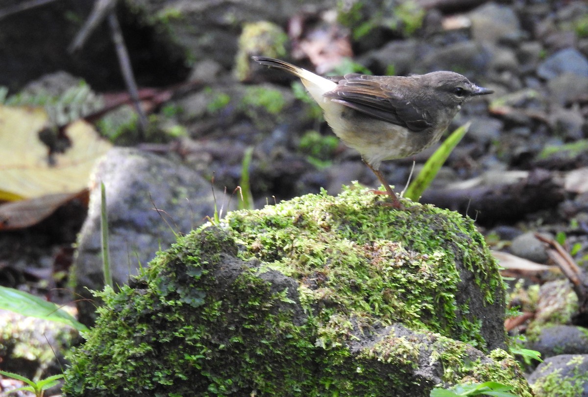 Buff-rumped Warbler - ML145823201