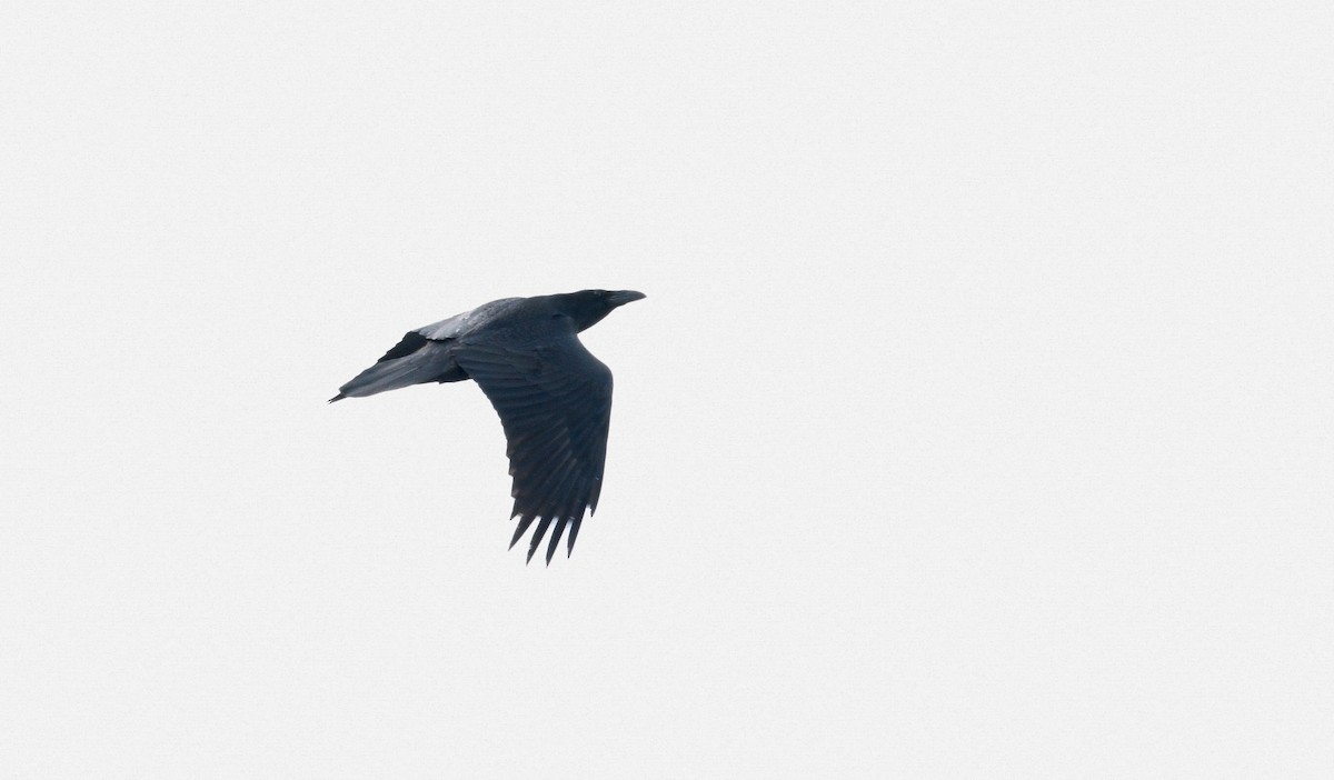 Common Raven - Sean Sime