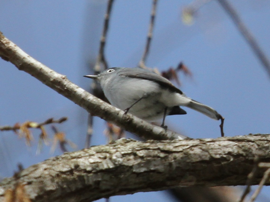 Blue-gray Gnatcatcher - Kent Fiala