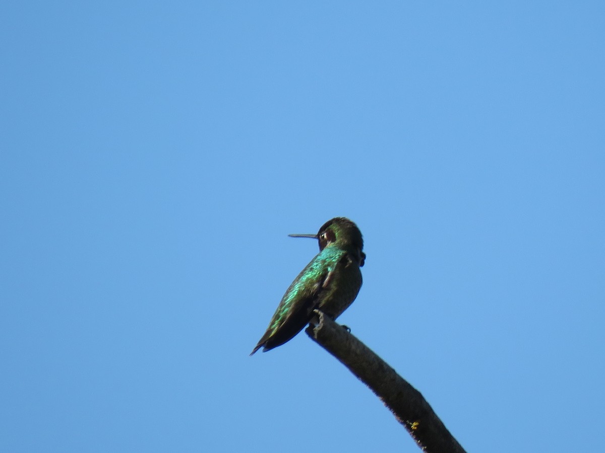 Anna's Hummingbird - Jeff Miller