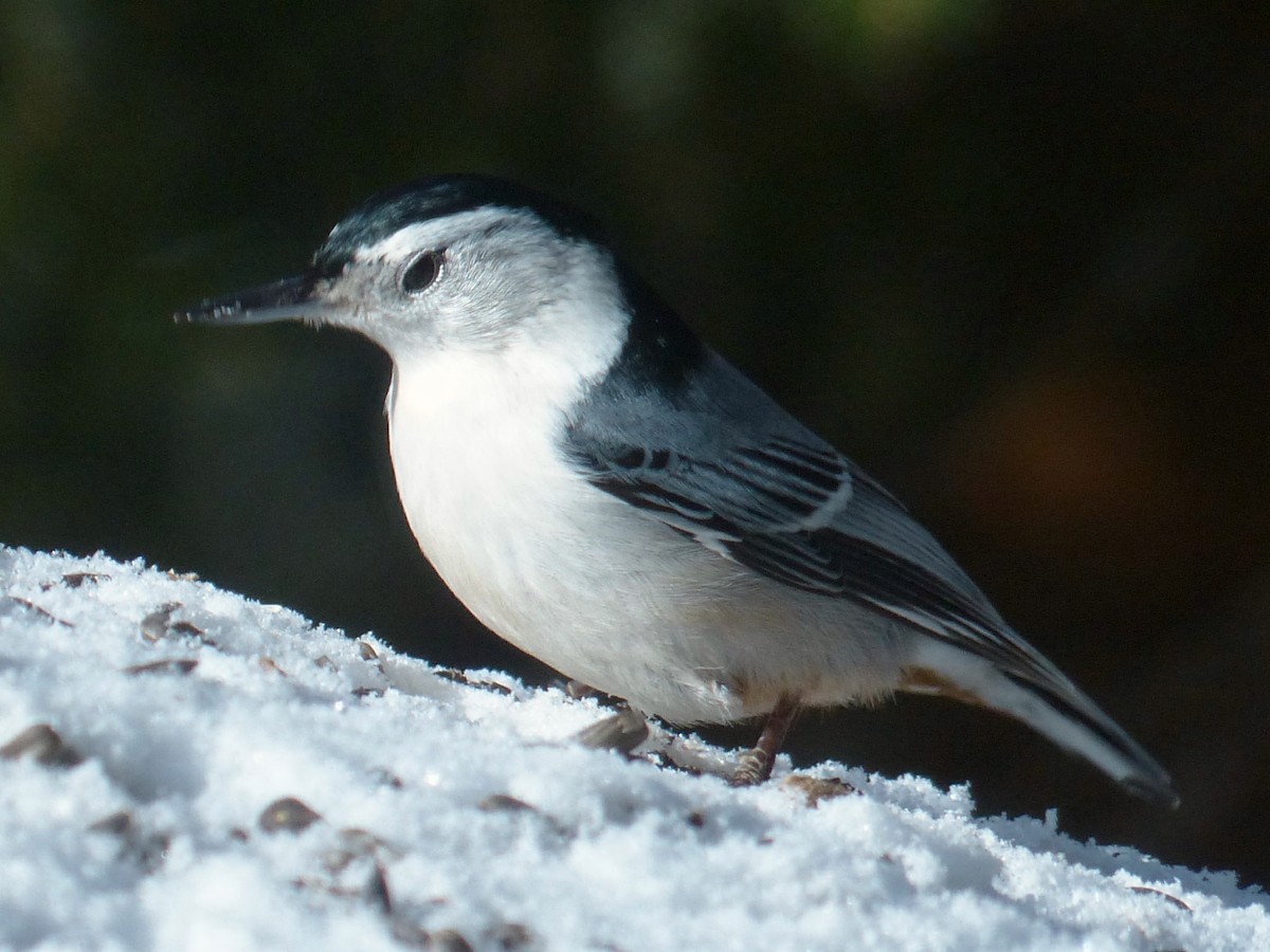 White-breasted Nuthatch - Alain Sylvain