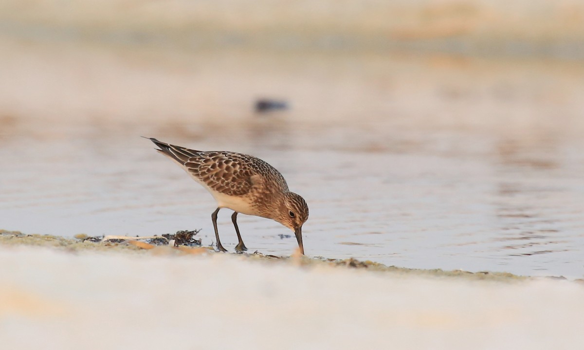 Baird's Sandpiper - Jerry Callaway