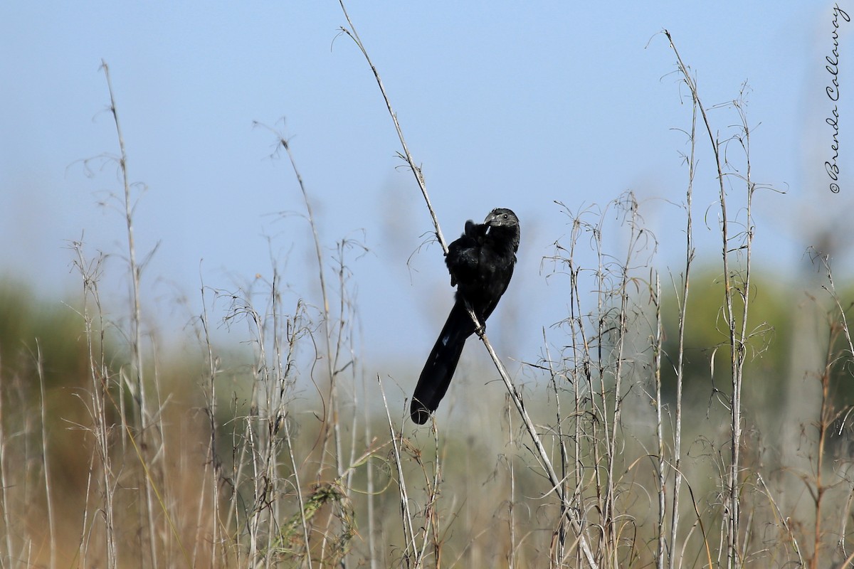 Groove-billed Ani - ML145831681