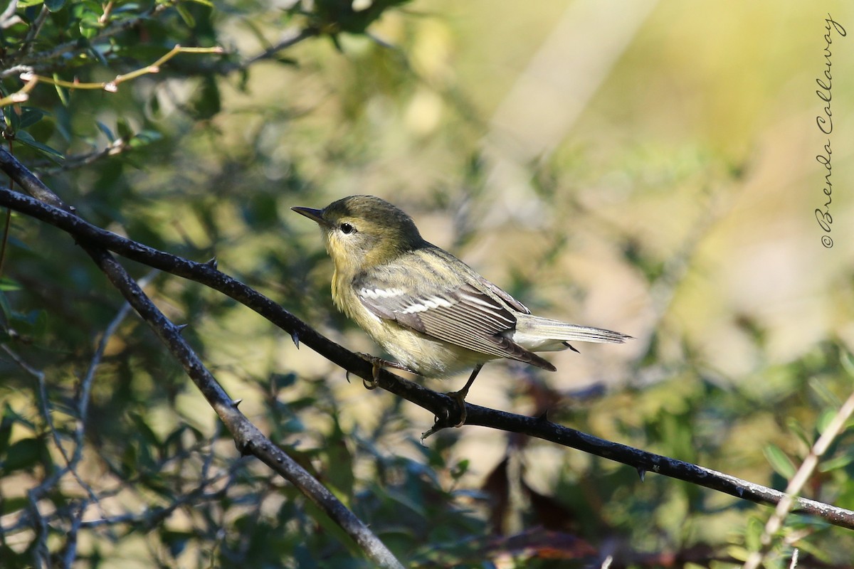 Blackburnian Warbler - ML145831691