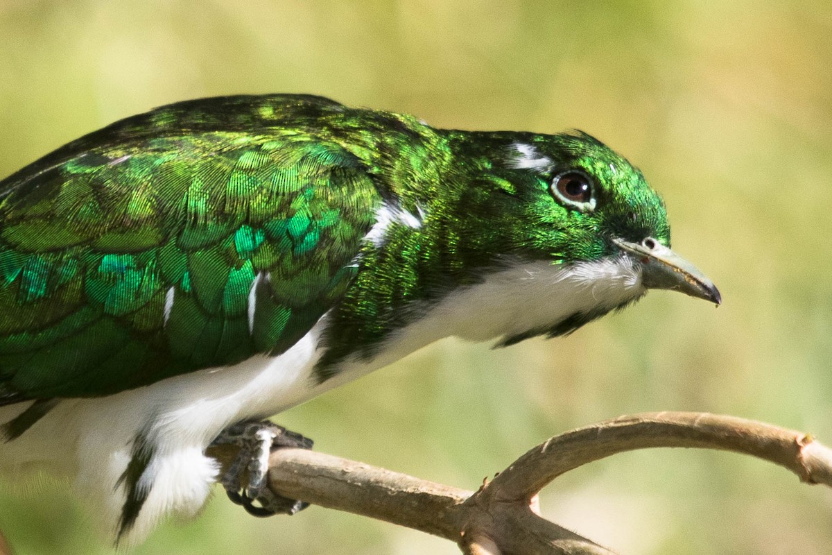 Klaas's Cuckoo - ML145834141