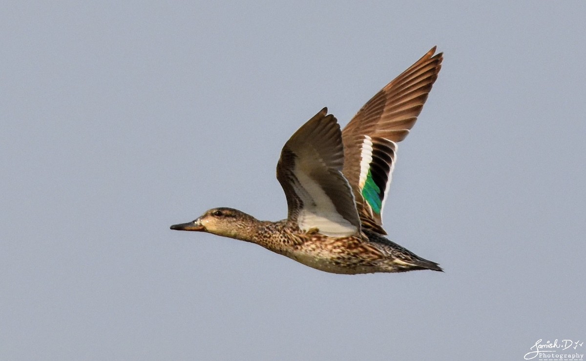 Green-winged Teal - ML145834711