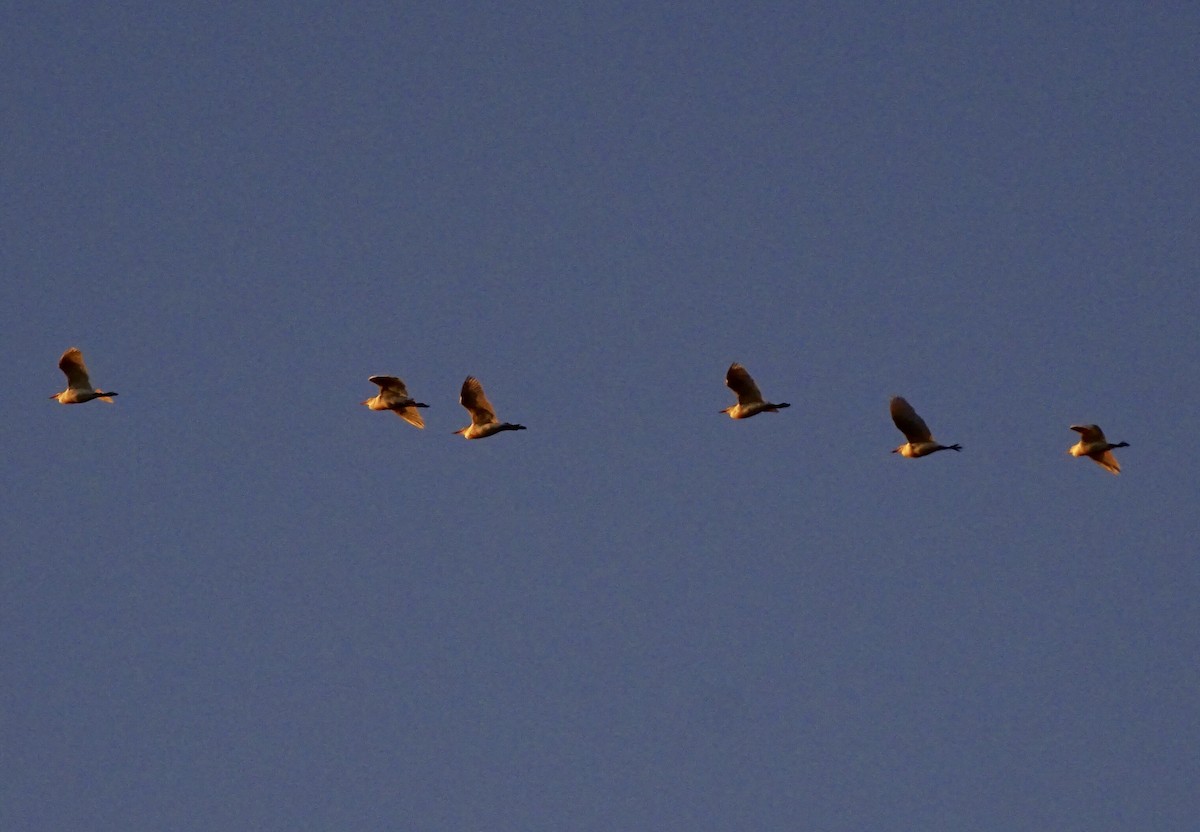 Чапля єгипетська (підвид ibis) - ML145834991