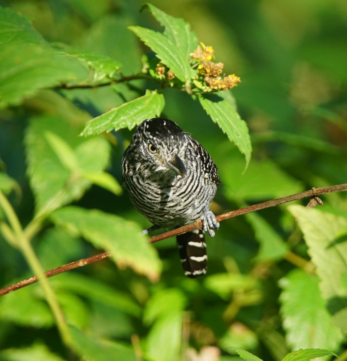 Barred Antshrike - Nevine Jacob