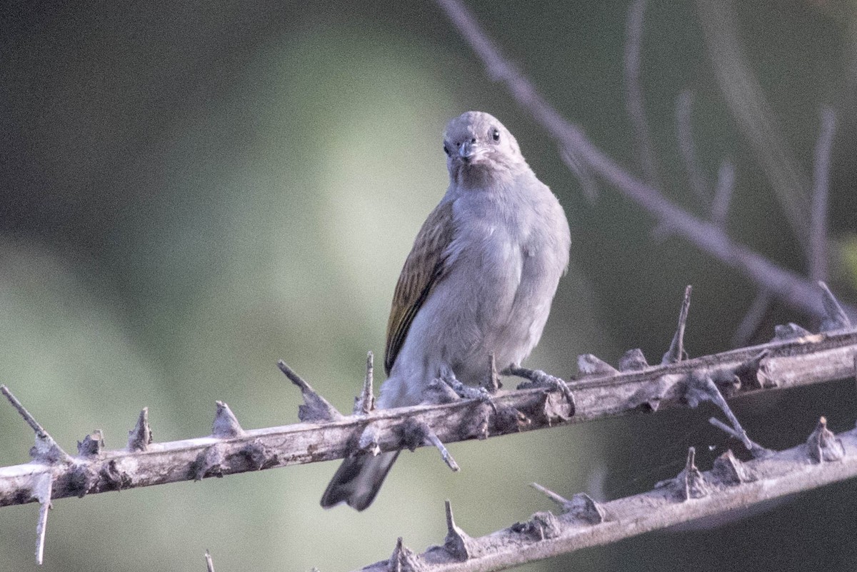 Lesser Honeyguide (Lesser) - Michael Hooper