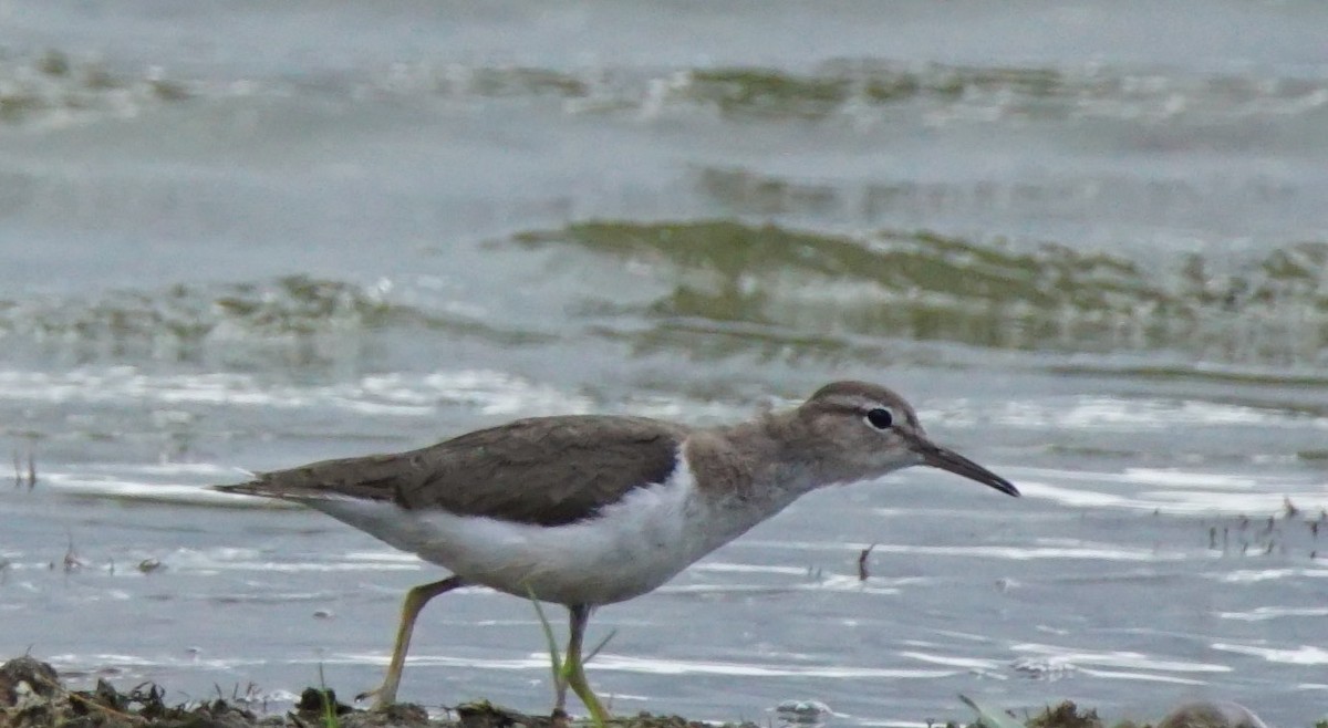 Spotted Sandpiper - ML145838751