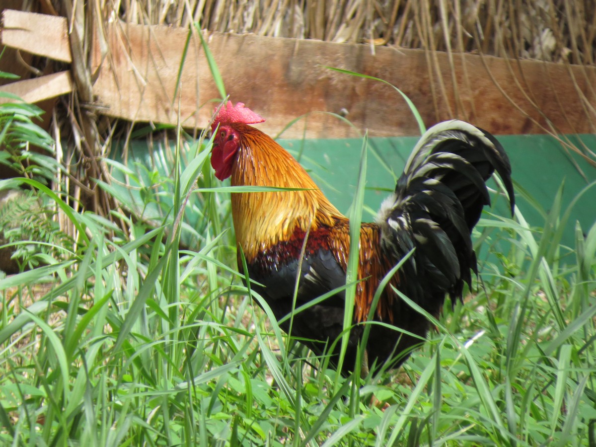 Red Junglefowl (Domestic type) - ML145848731