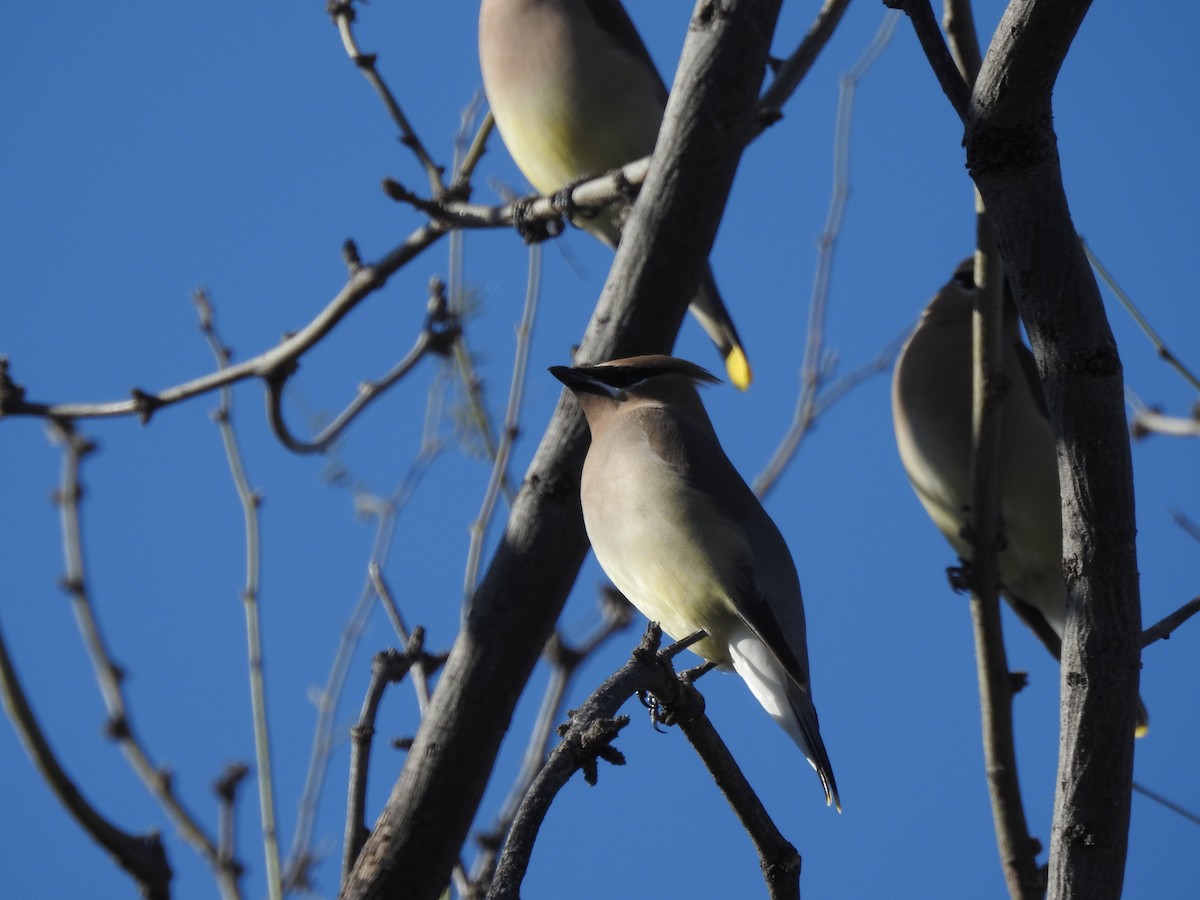 Cedar Waxwing - ML145848861