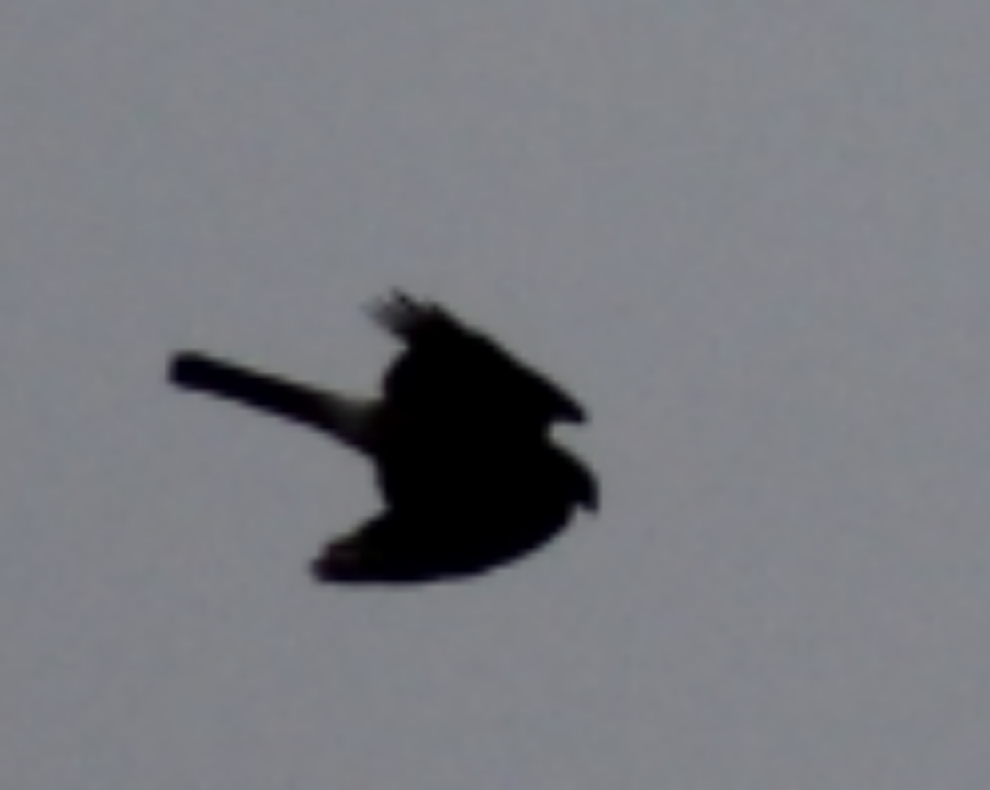 Eurasian Sparrowhawk - ML145849491
