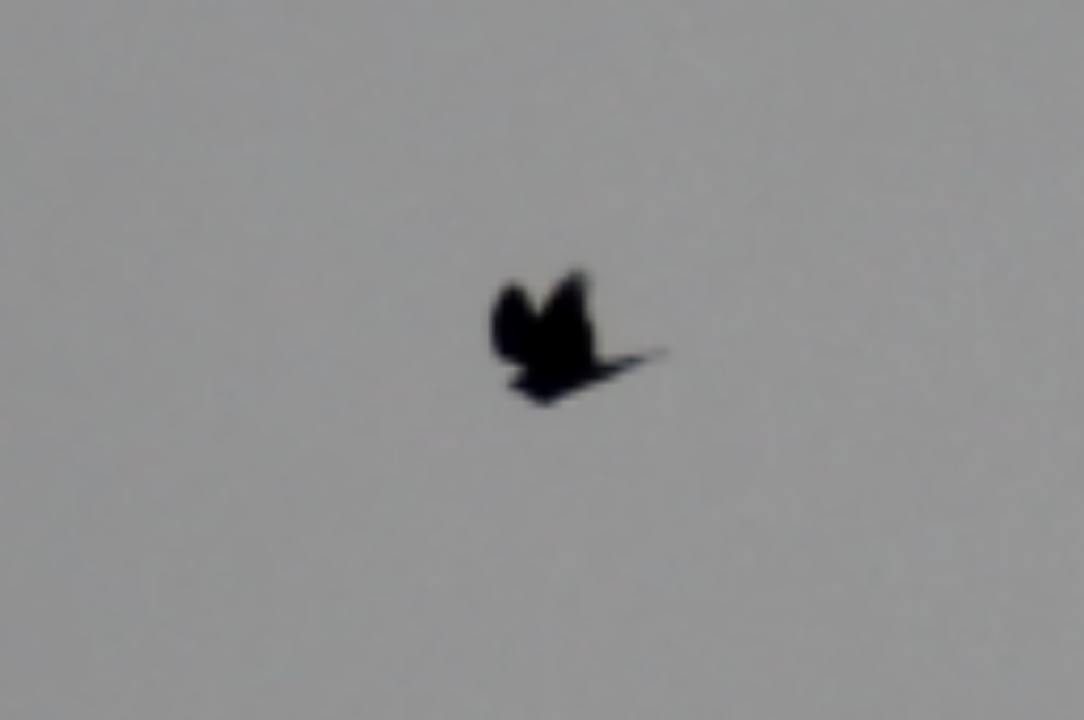 Eurasian Sparrowhawk - ML145849511
