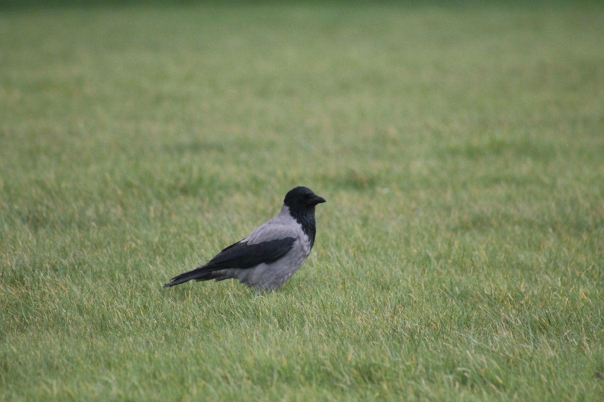 Hooded Crow - ML145849651