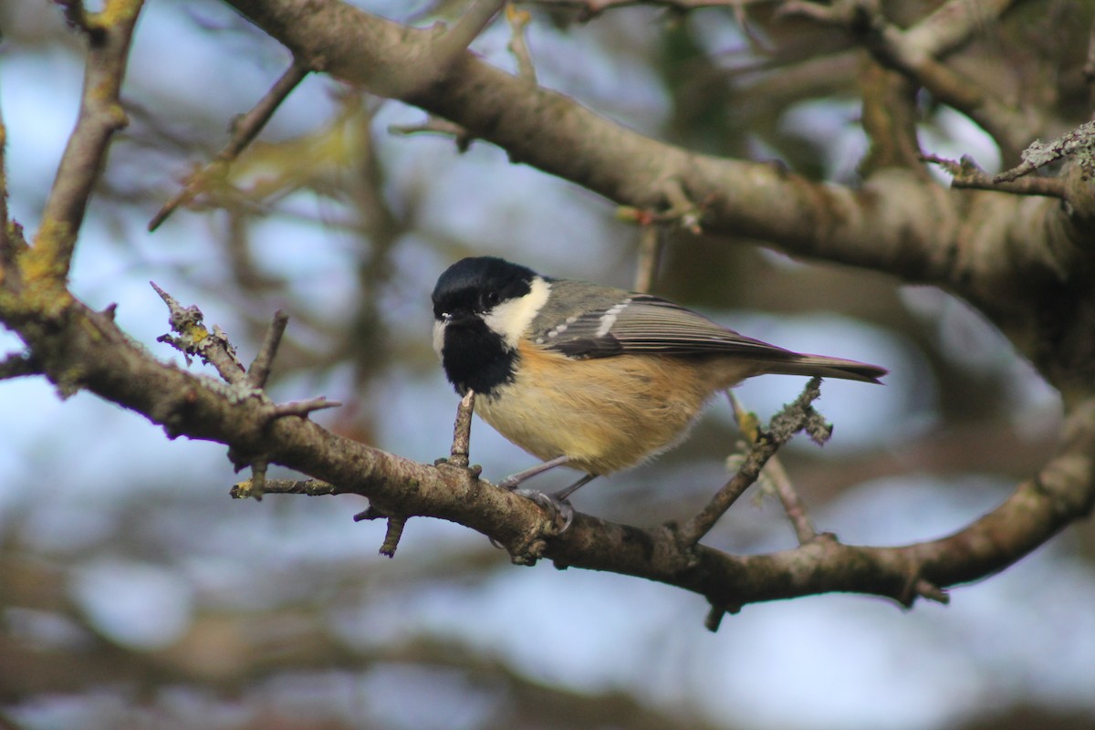 Coal Tit (British) - ML145849761