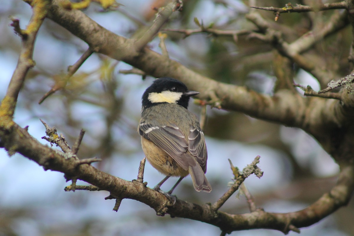 Coal Tit (British) - ML145849771