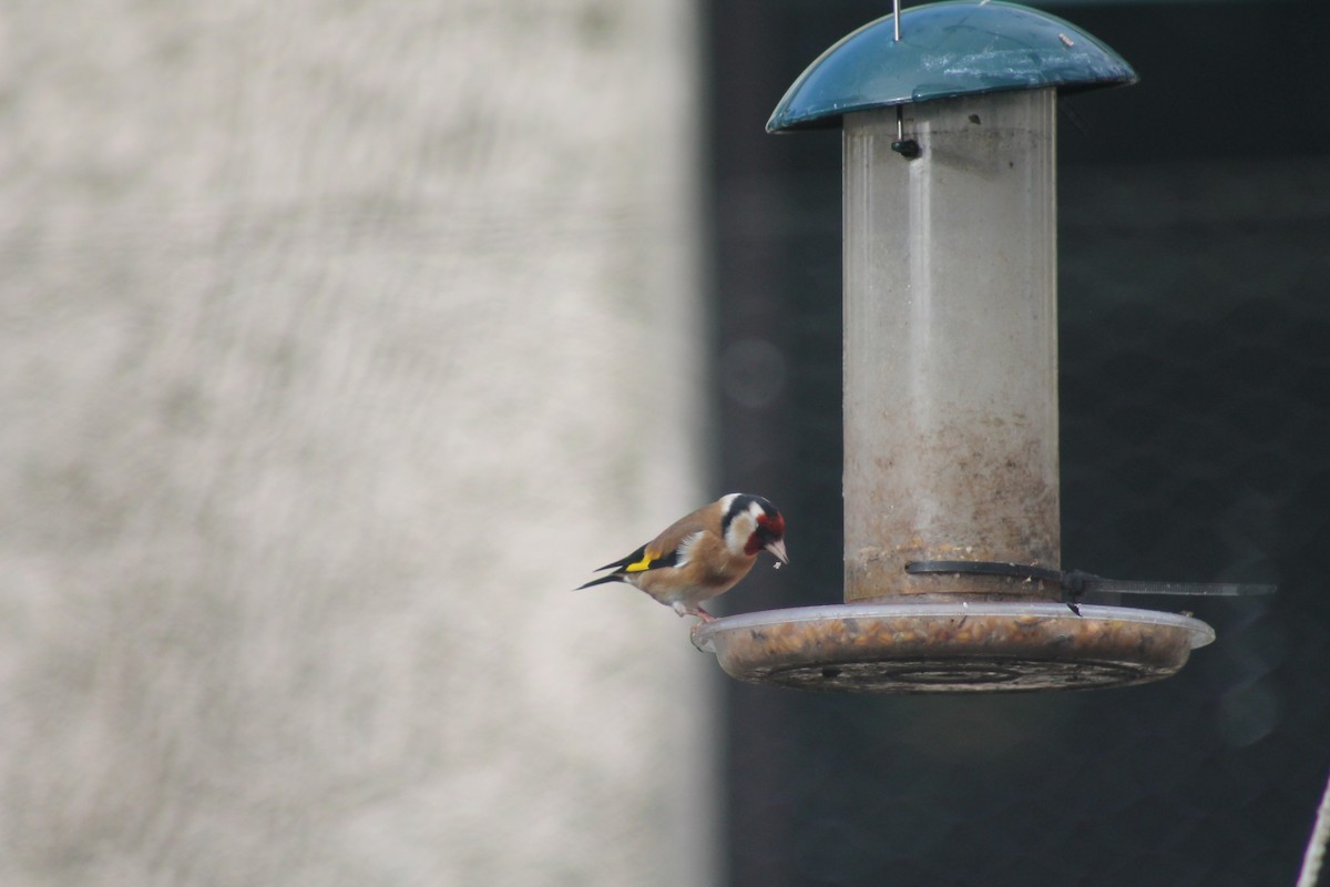 European Goldfinch (European) - ML145850131