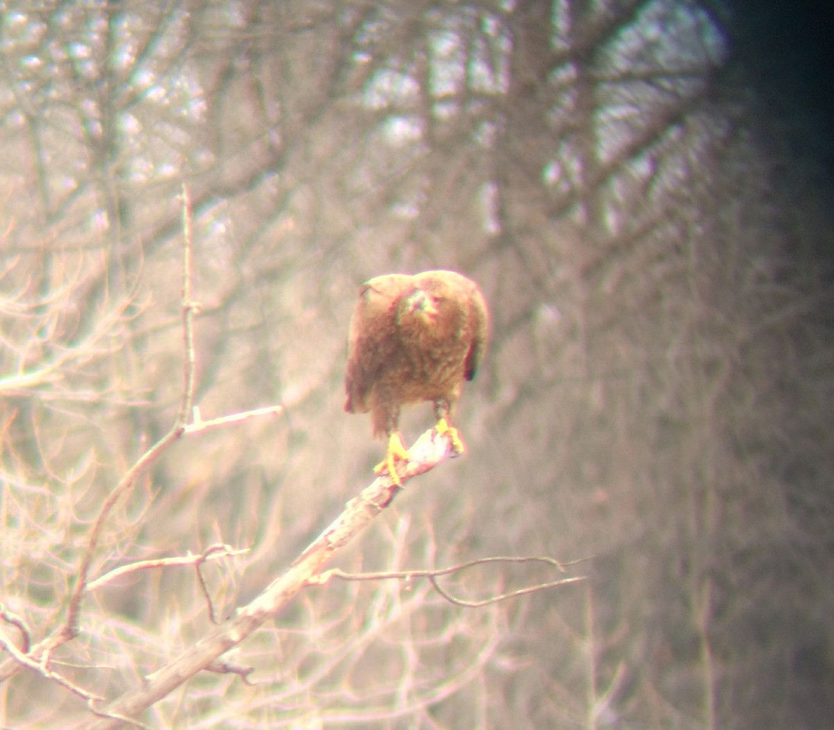 Weißkopf-Seeadler - ML145851521