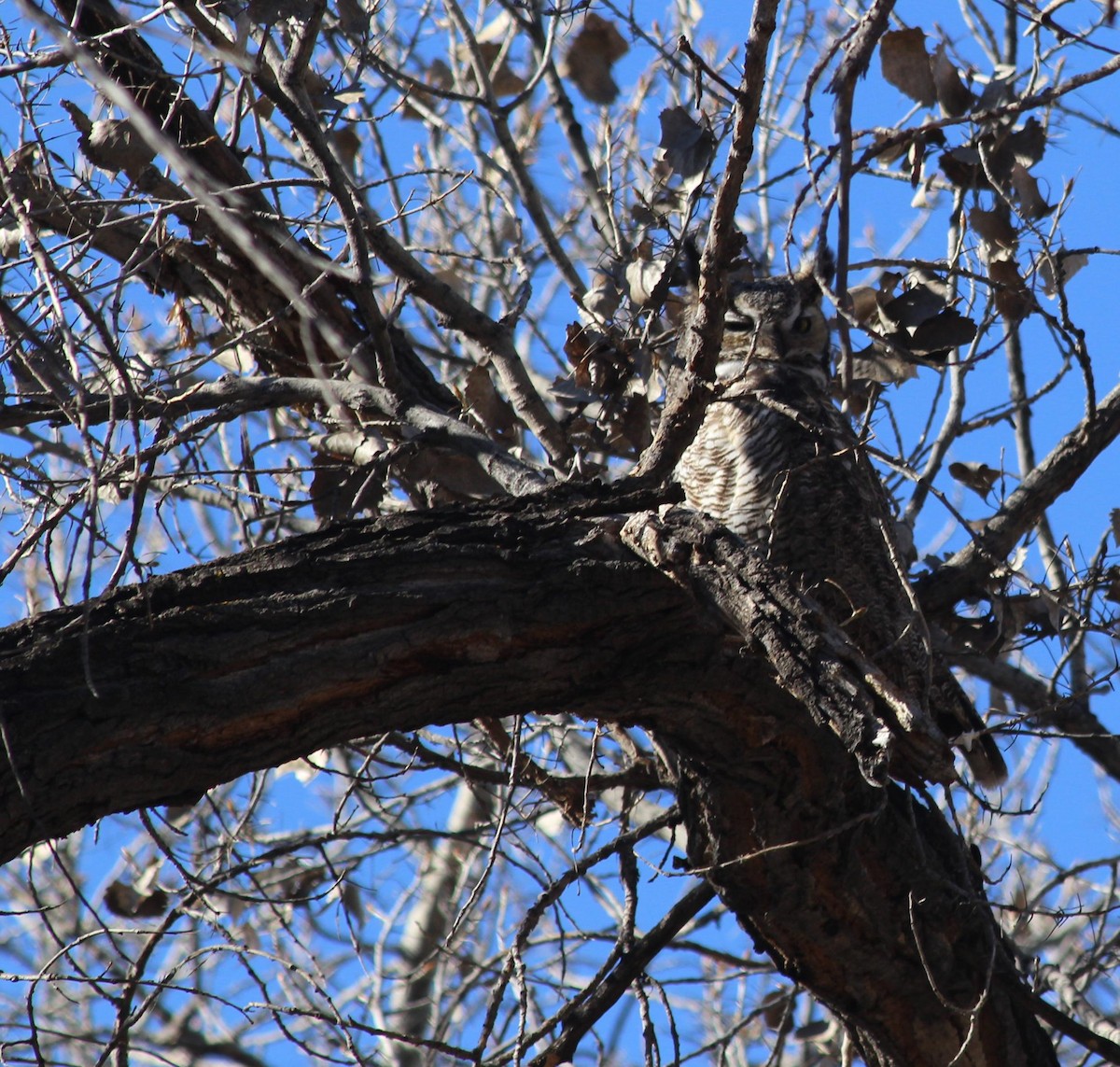 Great Horned Owl - ML145853181