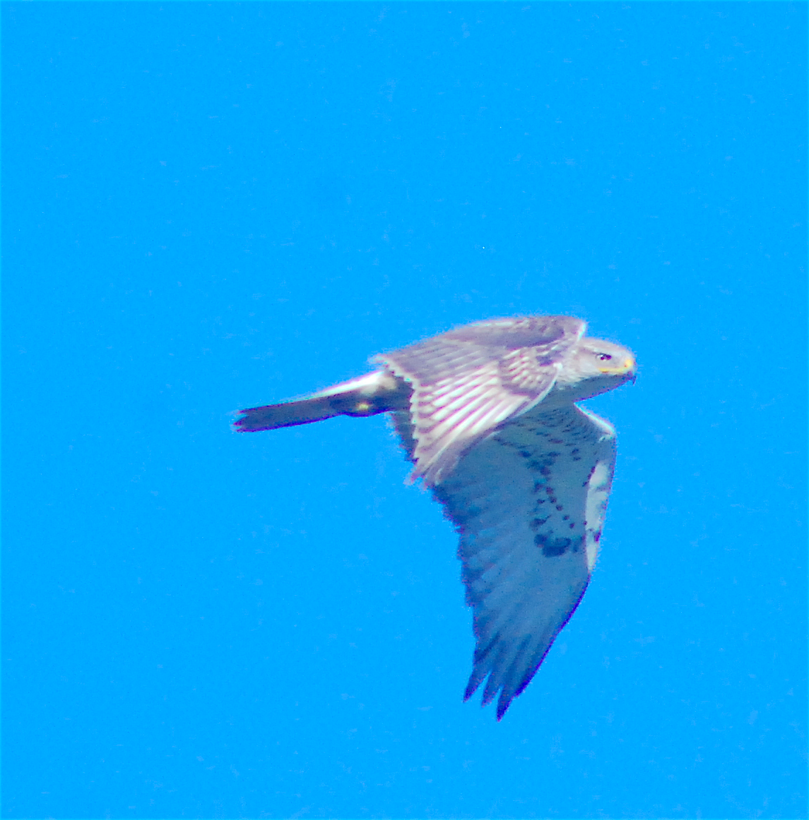 Ferruginous Hawk - Anonymous