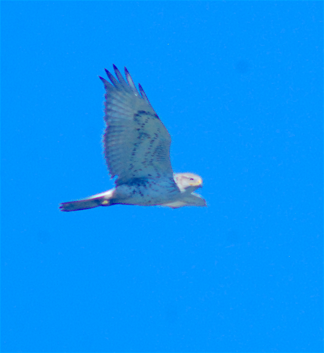 Ferruginous Hawk - Anonymous