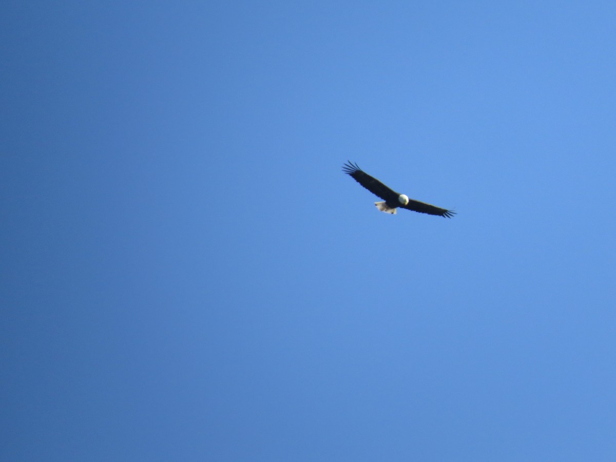 Bald Eagle - ML145855841