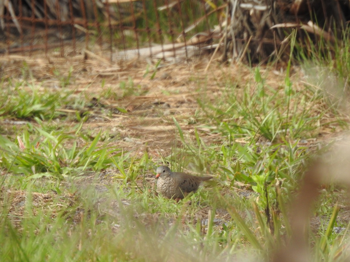 Common Ground Dove - Marla Hibbitts