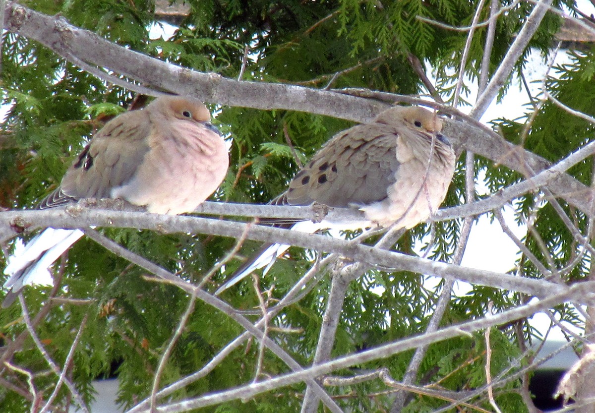 Mourning Dove - Daniel Demers 🦉