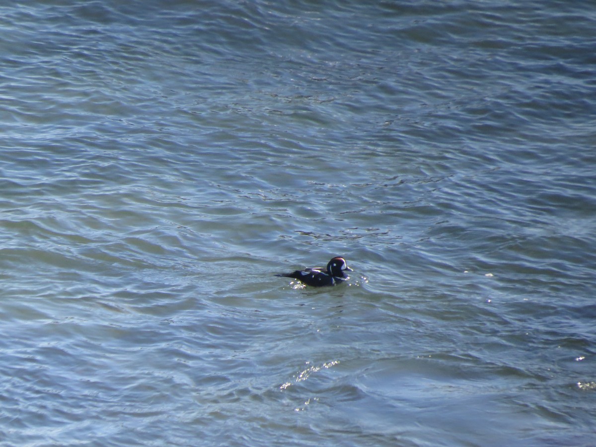 Harlequin Duck - ML145857051