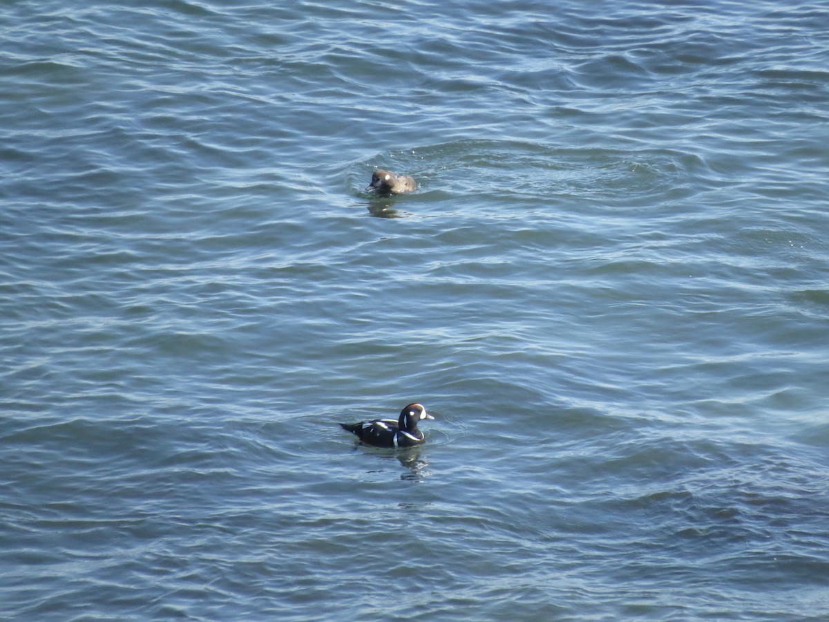 Harlequin Duck - ML145857061